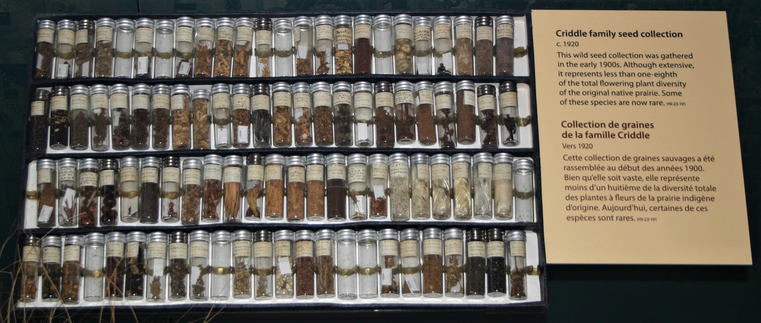 A display case with four rows of vials filled with wildflower seeds.