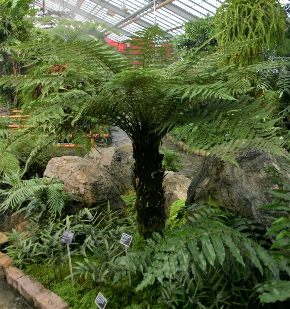 A leafy fern growing at the top of a trunk in an indoor botanical garden.