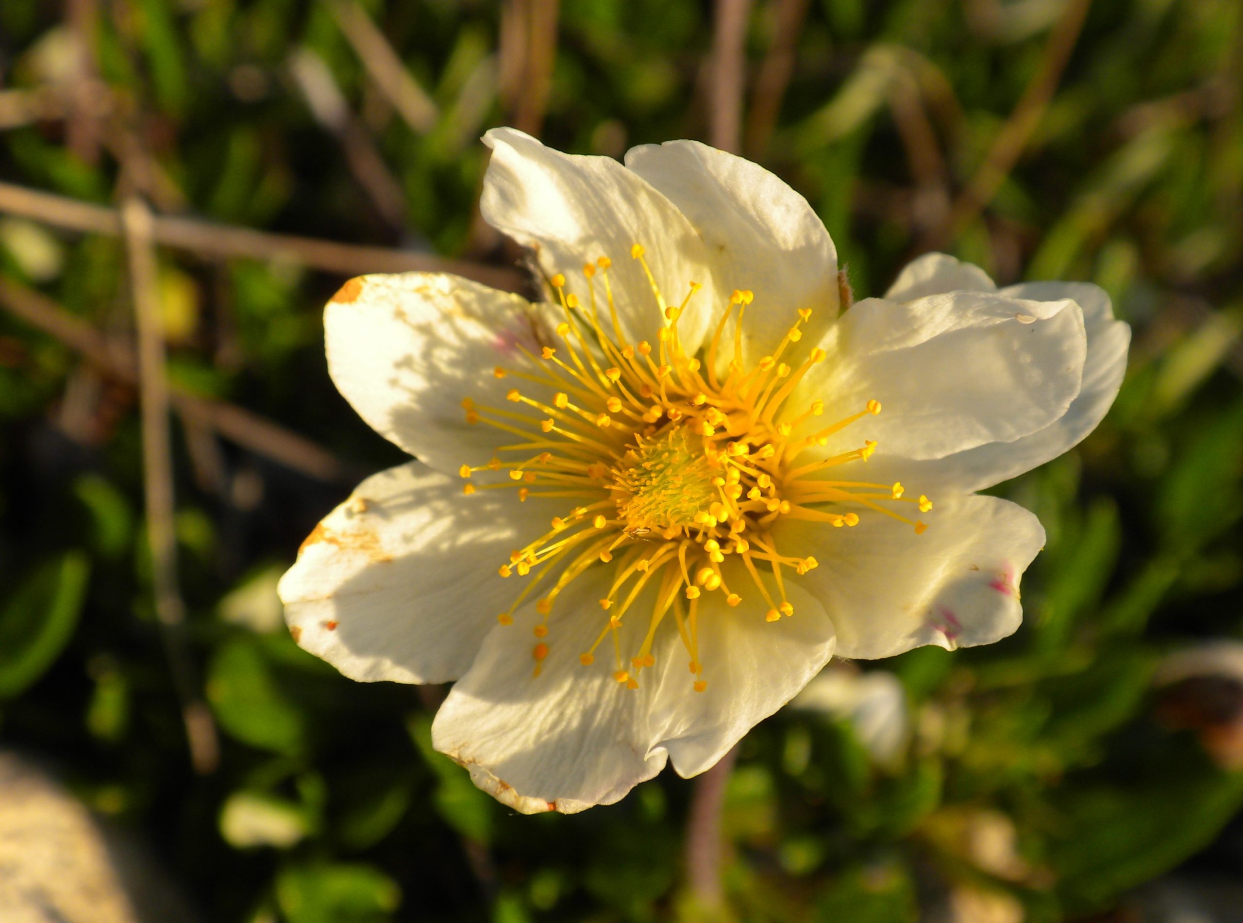 Close up of a white flower with a yellow centre.