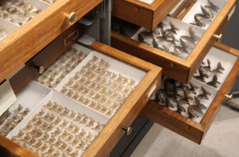 Open storage drawers containing many neatly organized pinned butterflies.