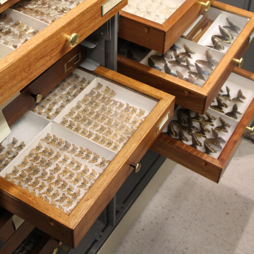Open storage drawers  containing many neatly organized pinned butterflies.