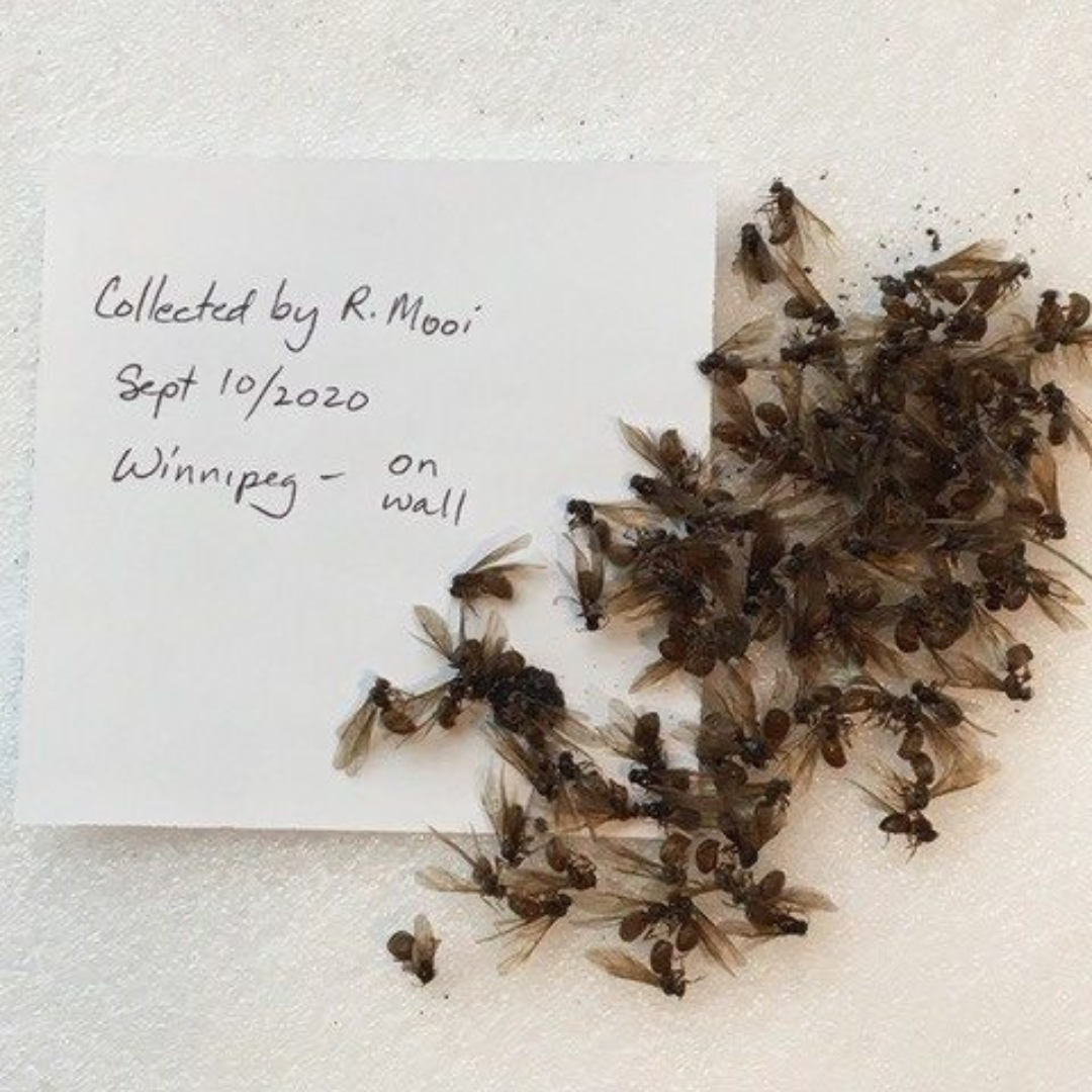 A small pile of winged ants on a white surface next to a hand-written note reading, "Collected by R. Mooi / Sept 10/2020 / Winnipeg - on wall".