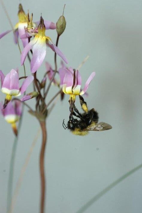 A Confusing Bumblebee specimen hanging upside-down from a the pink and yellow flower of a Darkthroat Shootingstar plant model.