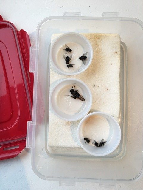 Three plastic cups placed inside a larger plastic container with a snap-lid. In each of the plastic cups are a few insect specimens.