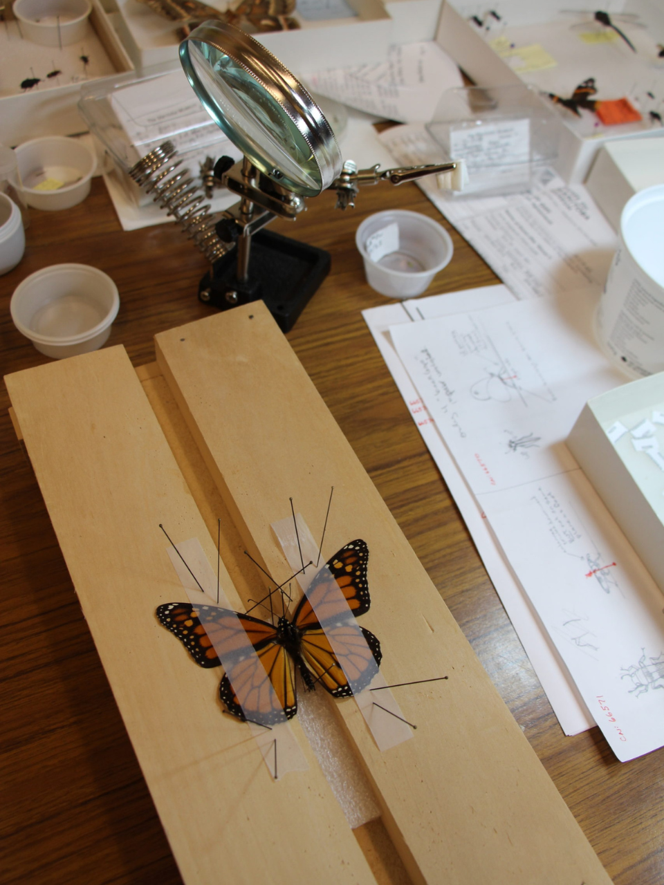 A monarch butterfly specimen positioned on a pinning board with strips of glassine and straight pins. In the background are a magnifying glass and various pinned insects in storage containers.