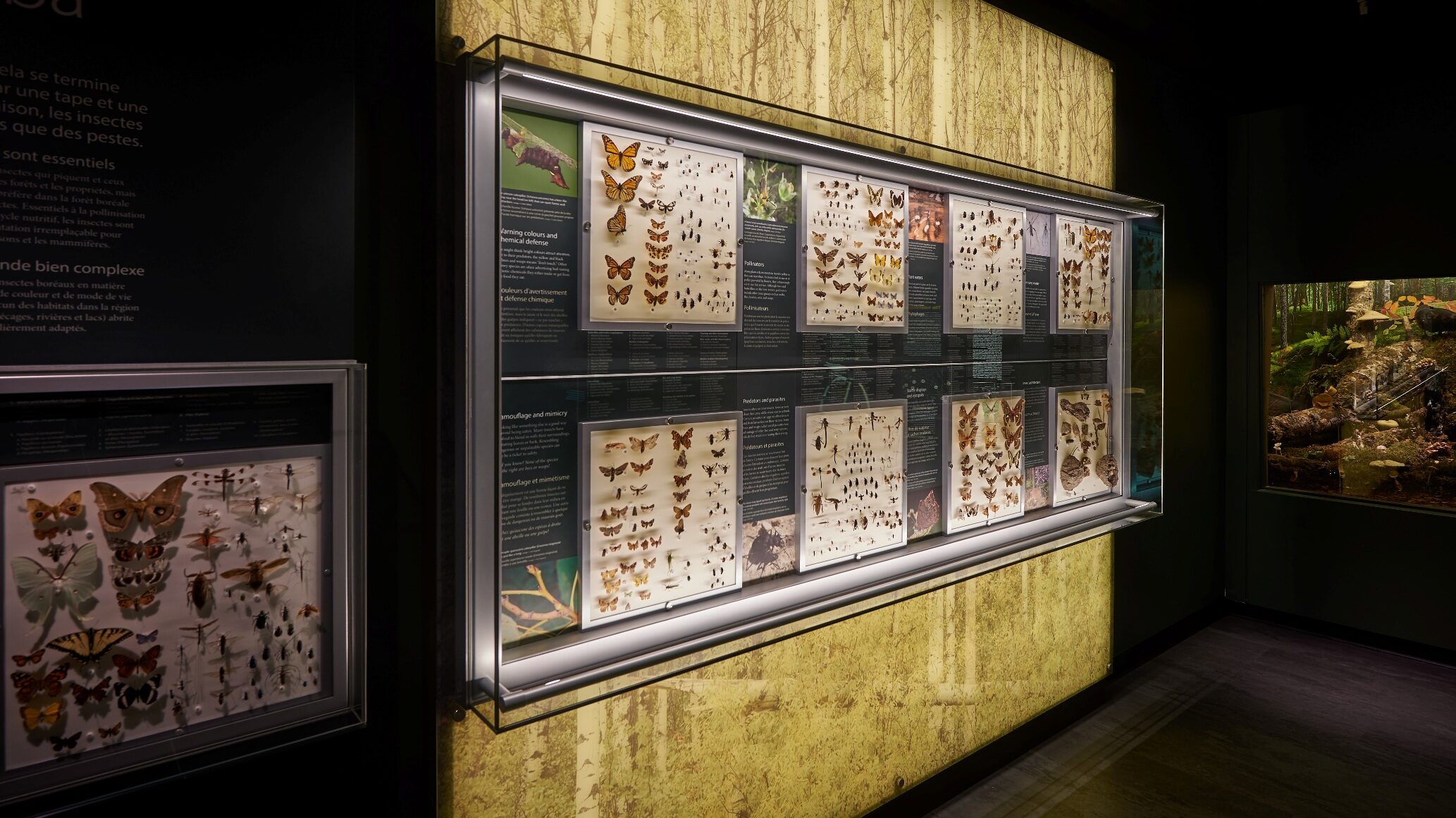Looking down a corridor at a glass display wall of pinned insects.