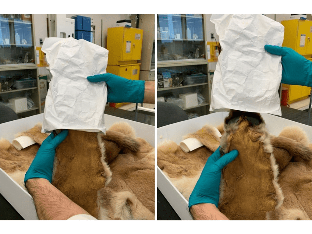 Two pictures side-by-side. Both show the hands of someone out of frame wearing blue gloves, placing a "mitten" on the paw of  a cougar skin.
