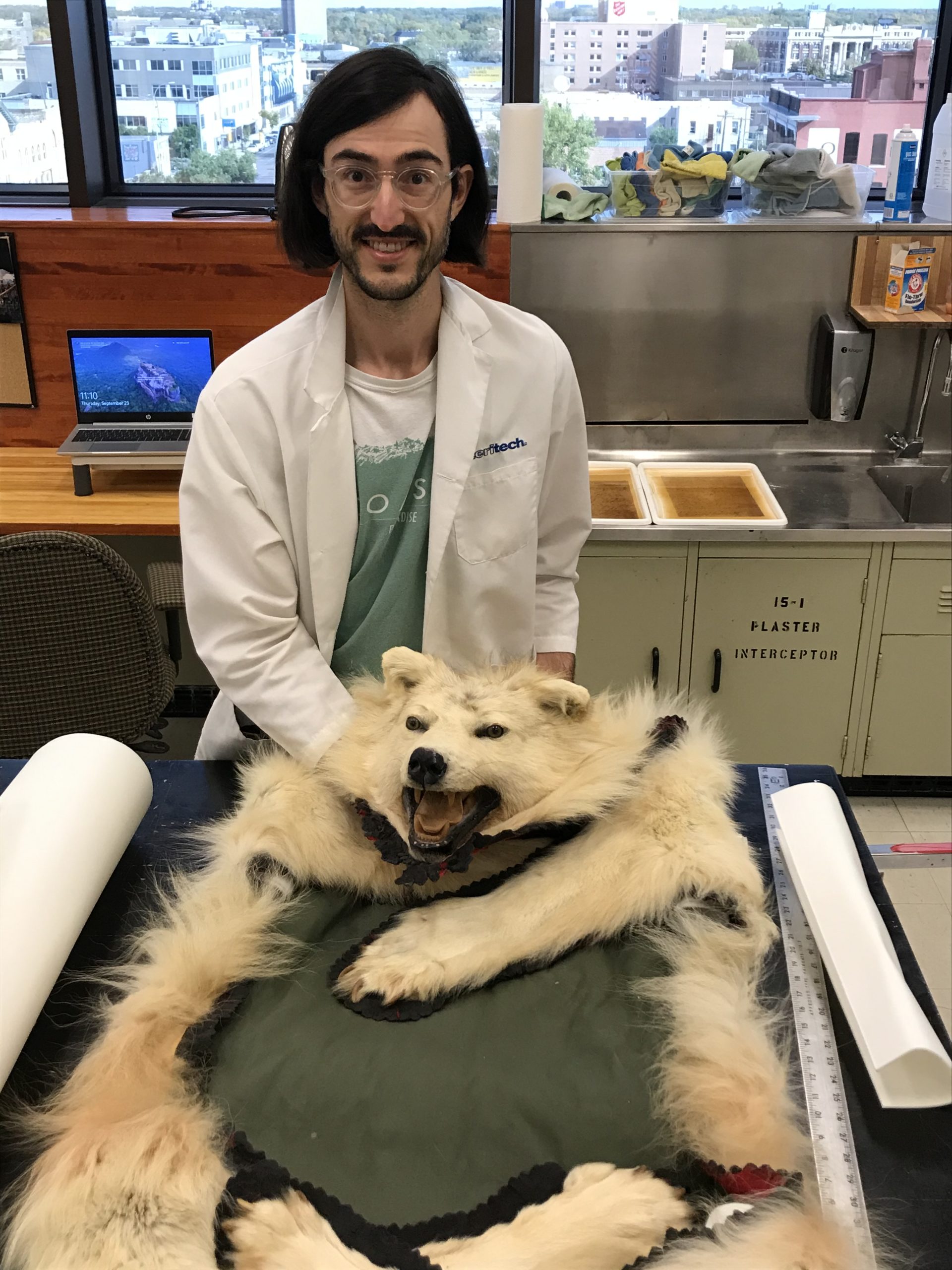 A museum staff member smiles up at the camera. On a table in front of them is laid a grey wolf pelt, lined inner side facing up.