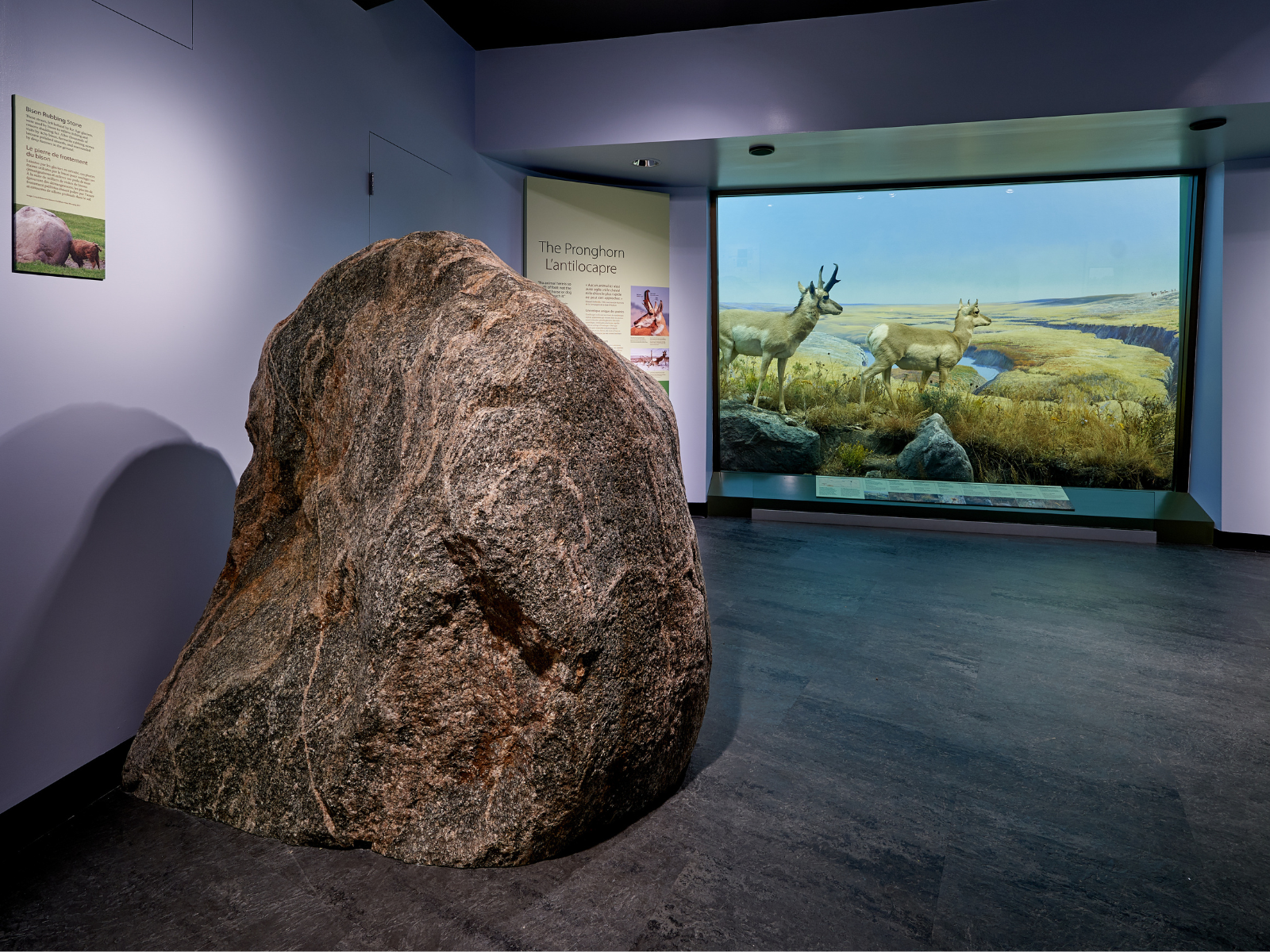 In the foreground a large mottled grey-brown boulder in the Museum Galleries. In the background is a diorama with two Pronghorns walking across.