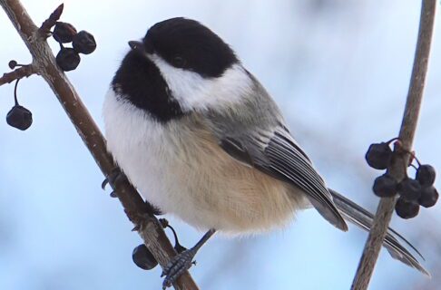A black-capped chickadee on a branch bearing a few dried up berries.