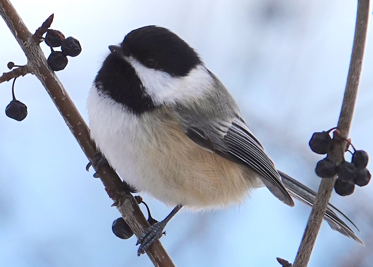 A black-capped chickadee on a branch bearing a few dried up berries.