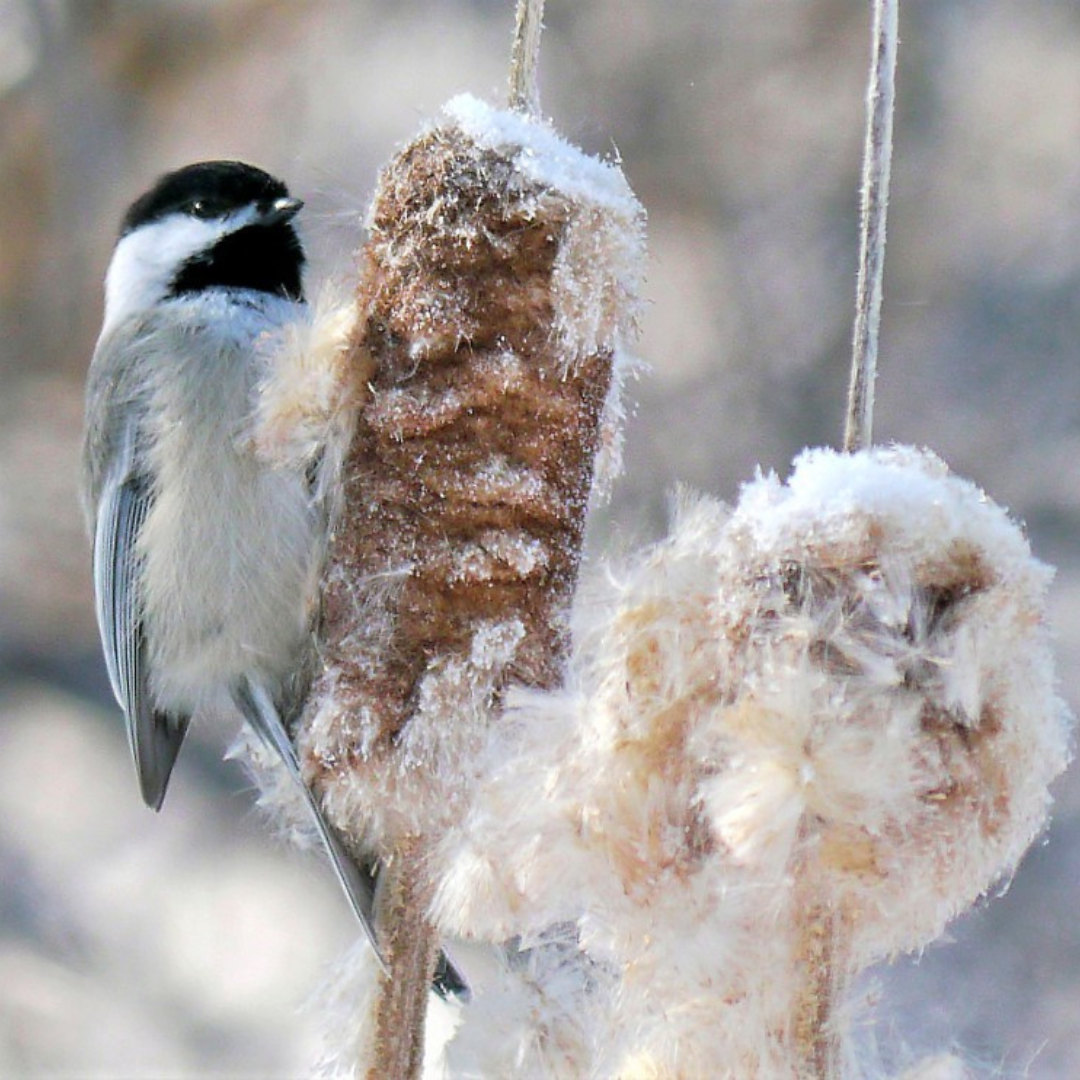 A black-capped chickadee perched on a fluffy cattail.