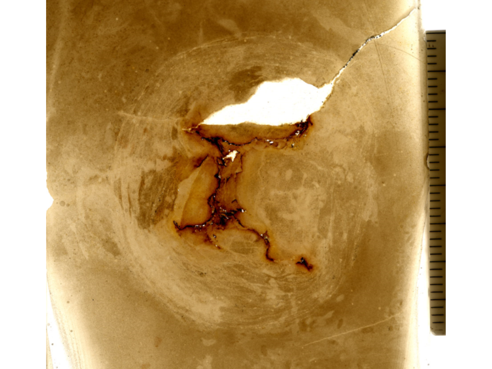 A thinnly slices fossil specimen with light shining through from behind. A jellyfish bell is in the centre.