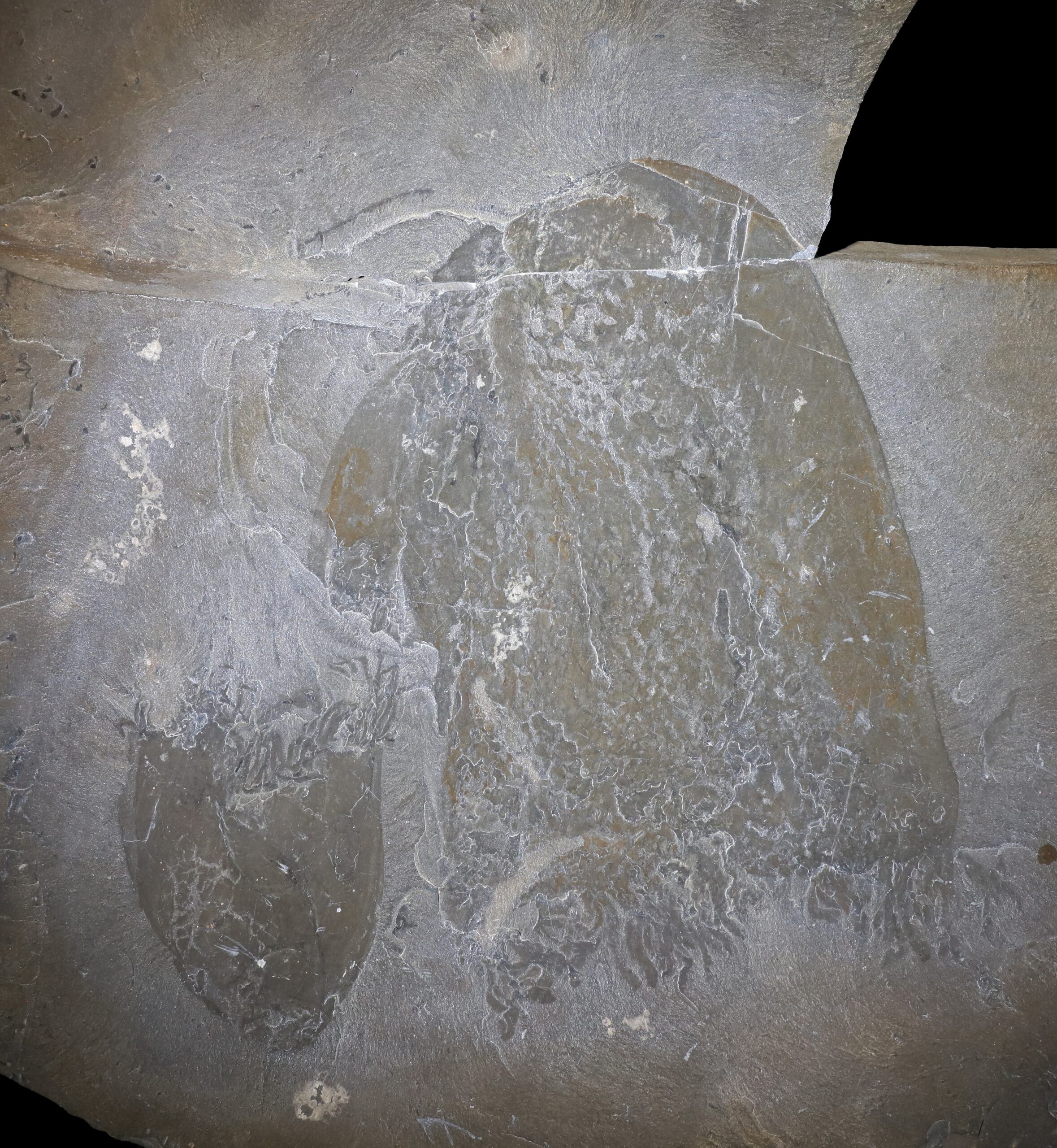 A pair of flattened jellyfish fossils with bell-shaped bodies lined with dozens of short tentacles.