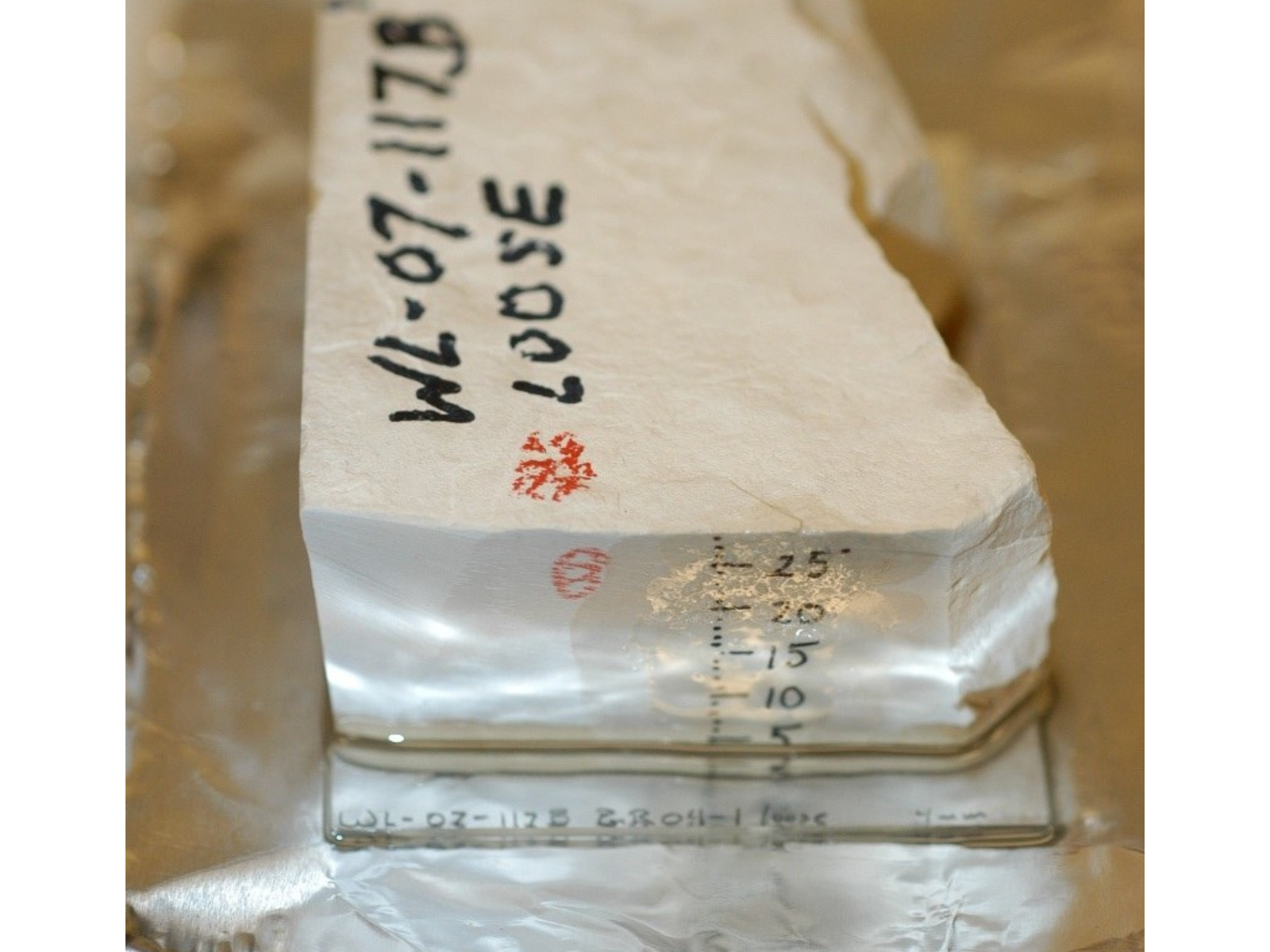A polished white fossil block from the side. On the top surface a specimen number is handwritten in black. On the short side a size scale is written in place showing 5-25 mm in increments of five.