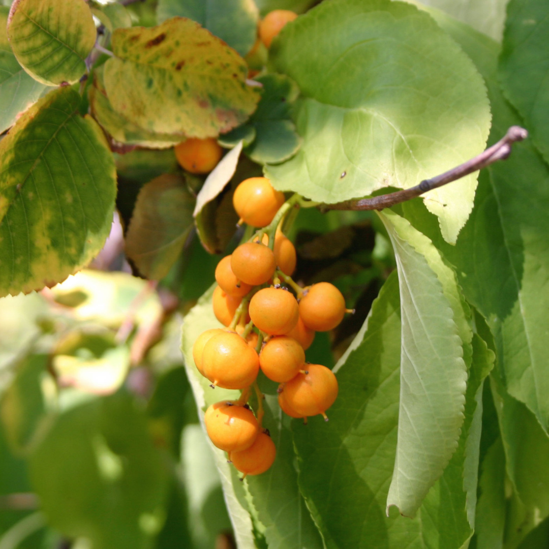 Close-up on a bunch of small orange berries hanging from a branch.