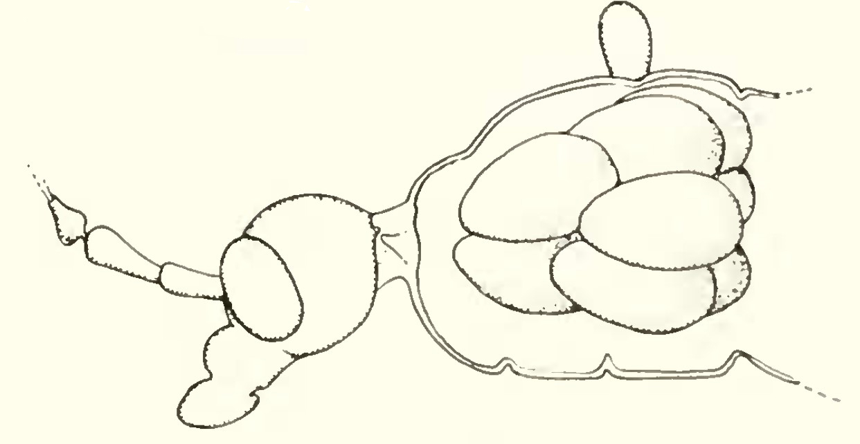 An illustrated view of the head and thorax of a female snow fly to show eggs in the thorax where there would normally be flight muscles.
