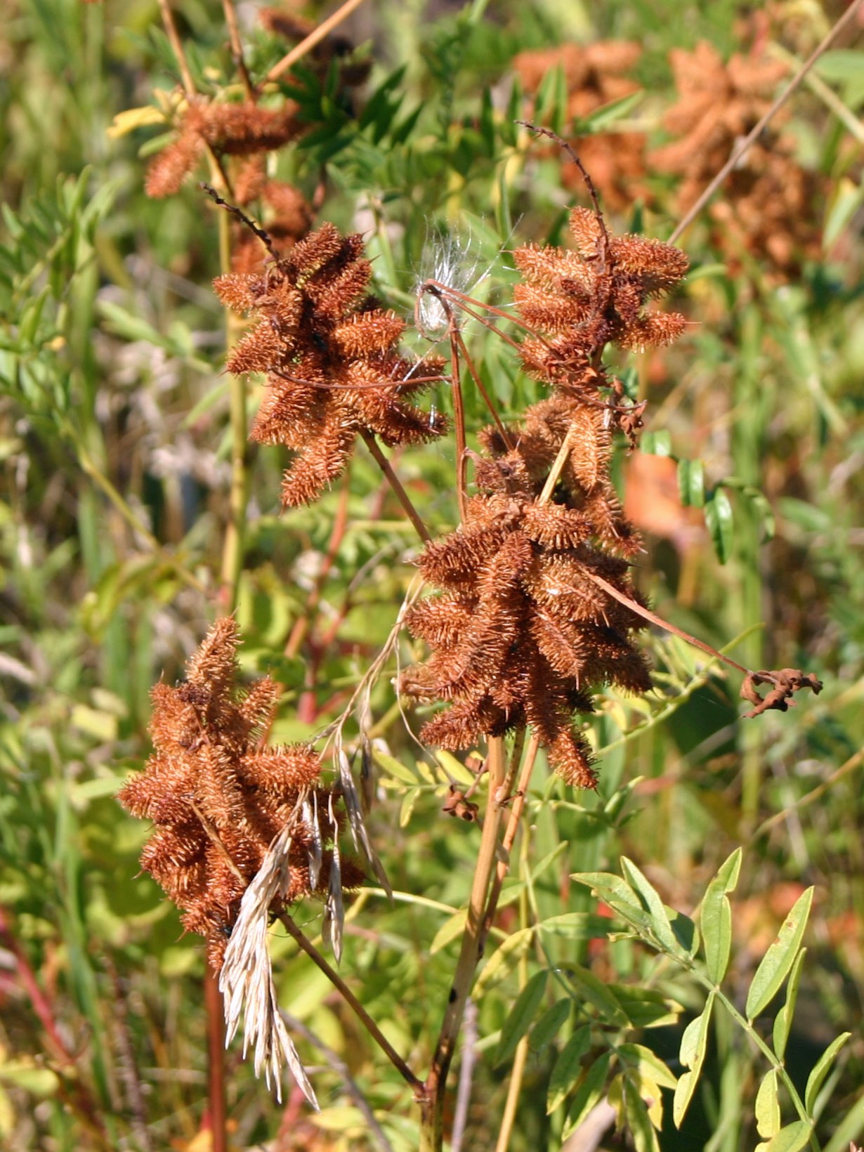 Bristley brown seed pods on branches emerging from grassy ground.