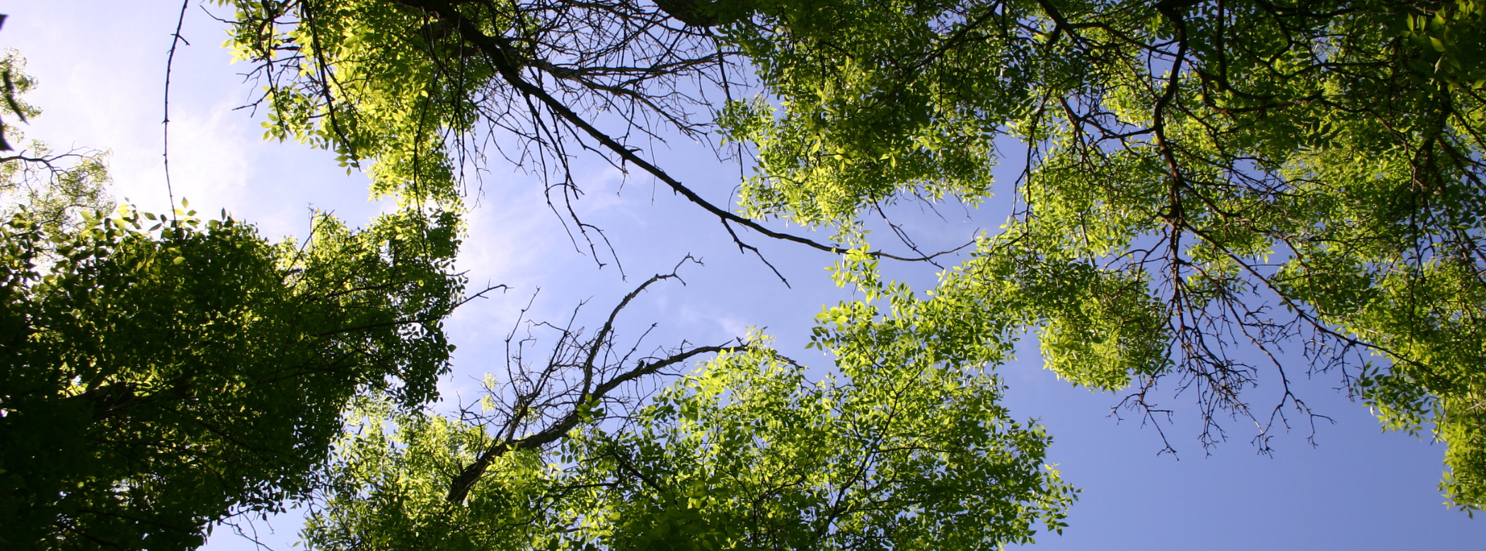 Looking up at a blue sky through a canopy of green-leaved trees.