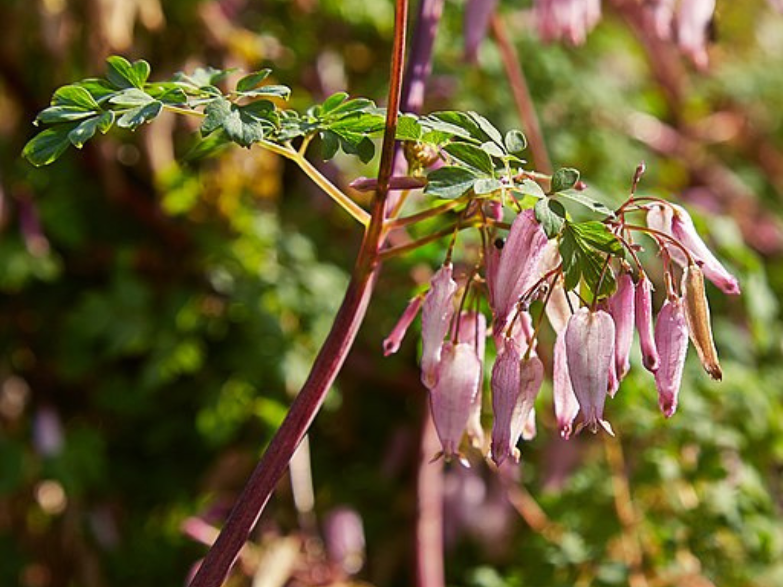 Branch of a plant with clusters of dusty pink oblong flowers hanging below small spreading leaves.