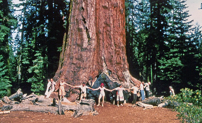 At least nine people hold hands in a line, reaching around the visible half of a Giant Sequoia trunk in a wooden area.