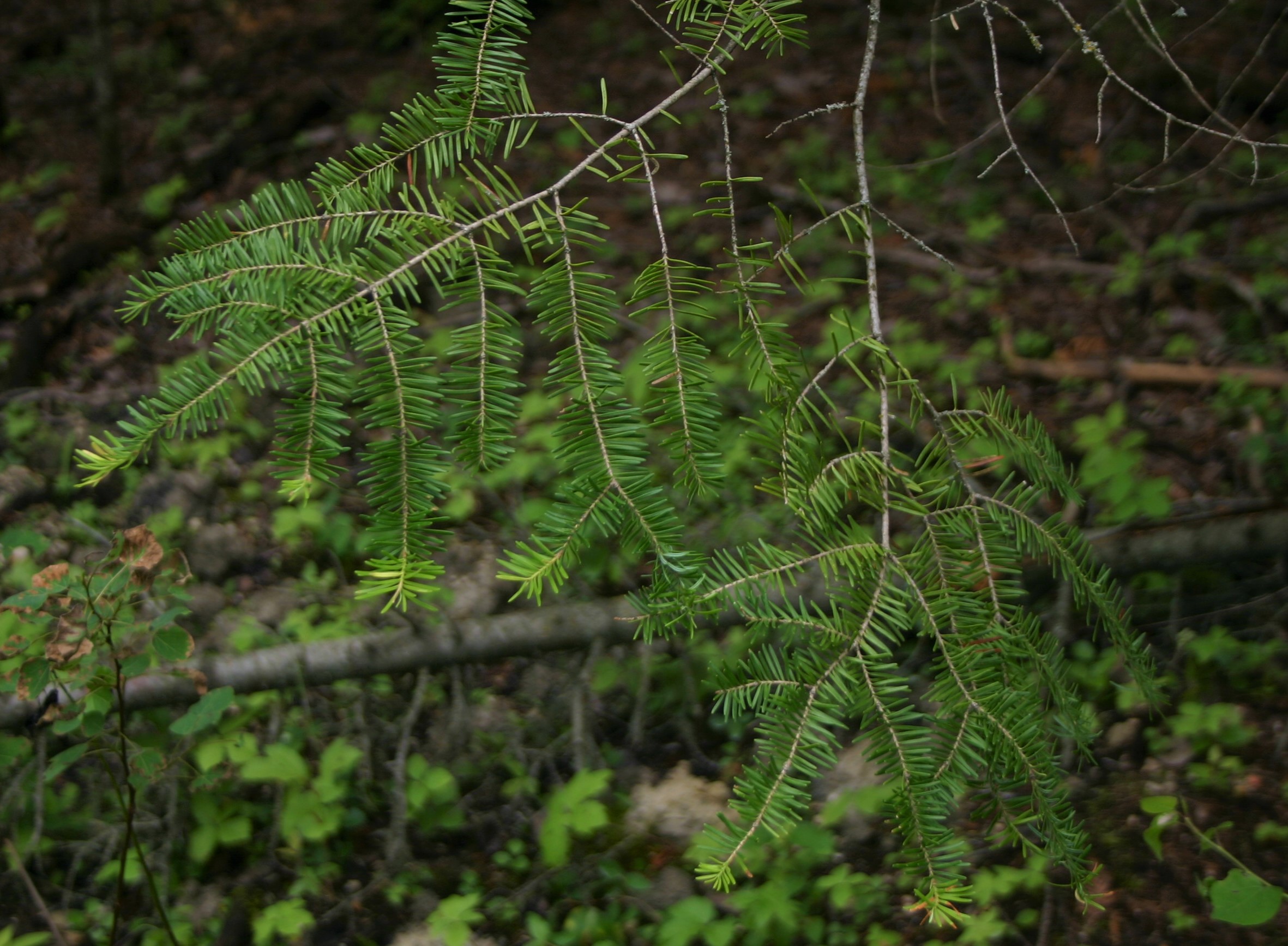 Close-up on a low-to-the-ground Balsam Fir tree branch