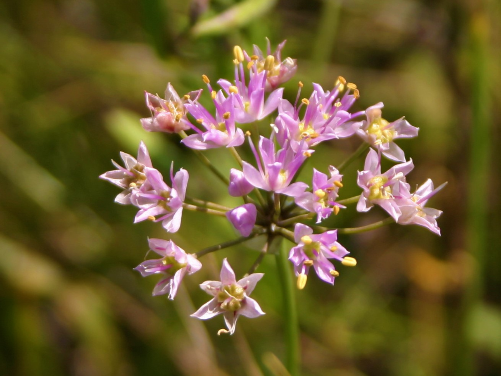 Close-up on the head of an Autumn onion plant. a cluster of small pink flowers.