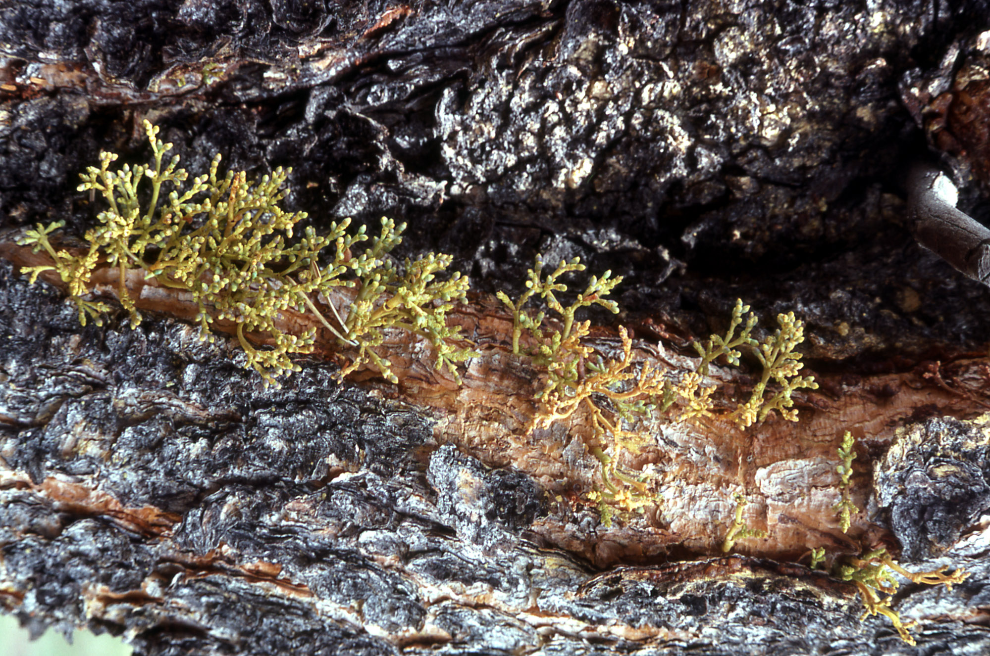 Small, green broom-shaped growth on a section of bark.
