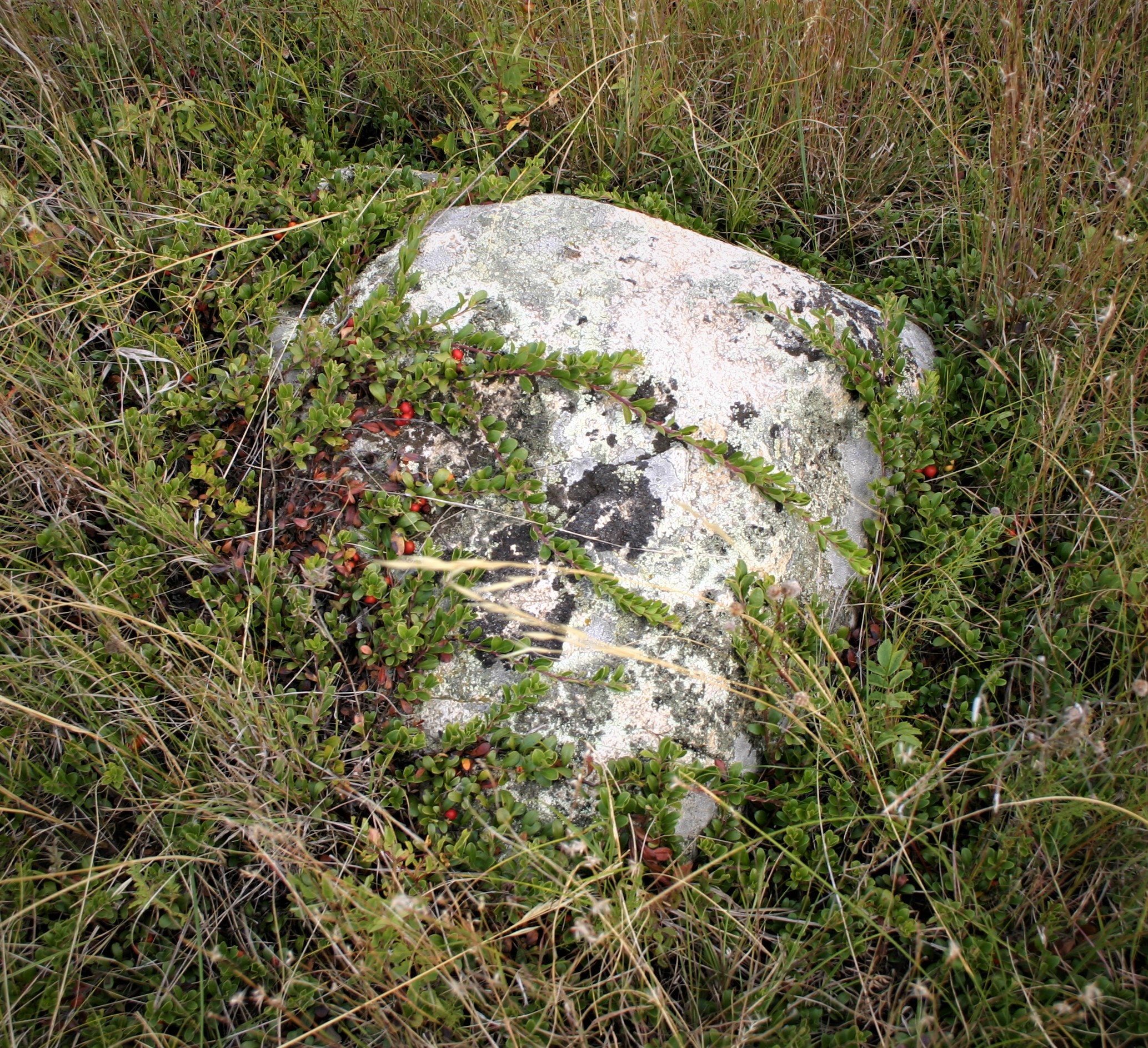 A stone partially embedded in grassy ground with a creeping vine-like plant with small green leaves and red berries growing across it.