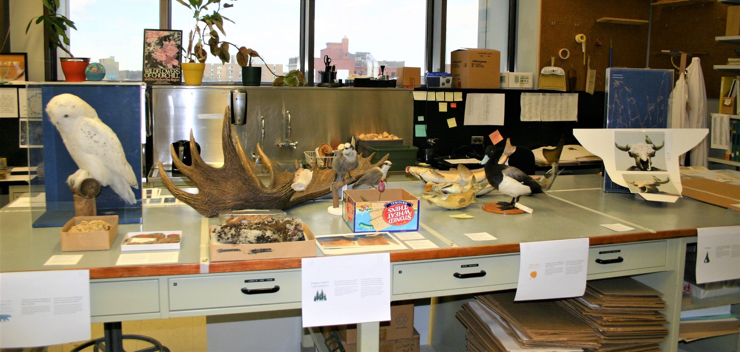A number of artifacts and specimens laid out on a table in a museum lab.