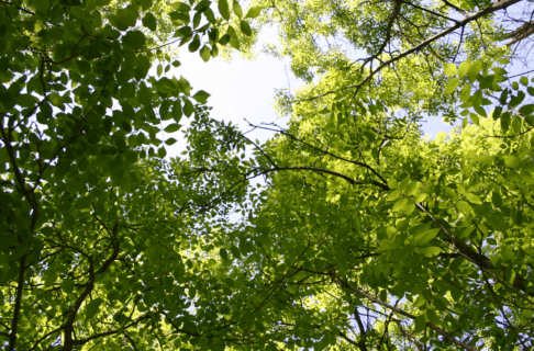 Looking up at the sky through a canopy of green-leaves trees.