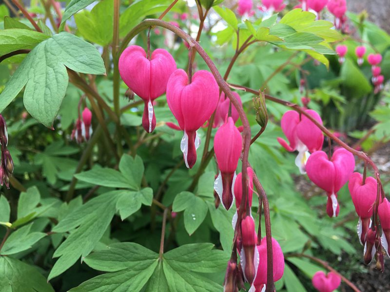 Close-up on a branch of Bleeding hear. Long drooping branches with deep pink, heart-shaped flowers hanging off of them.