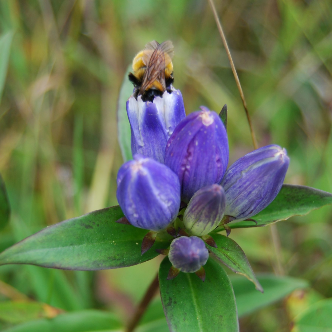 A bumblebee visiting a Clesed Gentian plant, a fluffy black and yellow insect near a cluster of small blue flowers shaped like flower buds, instead of stereotypical flower shapes.