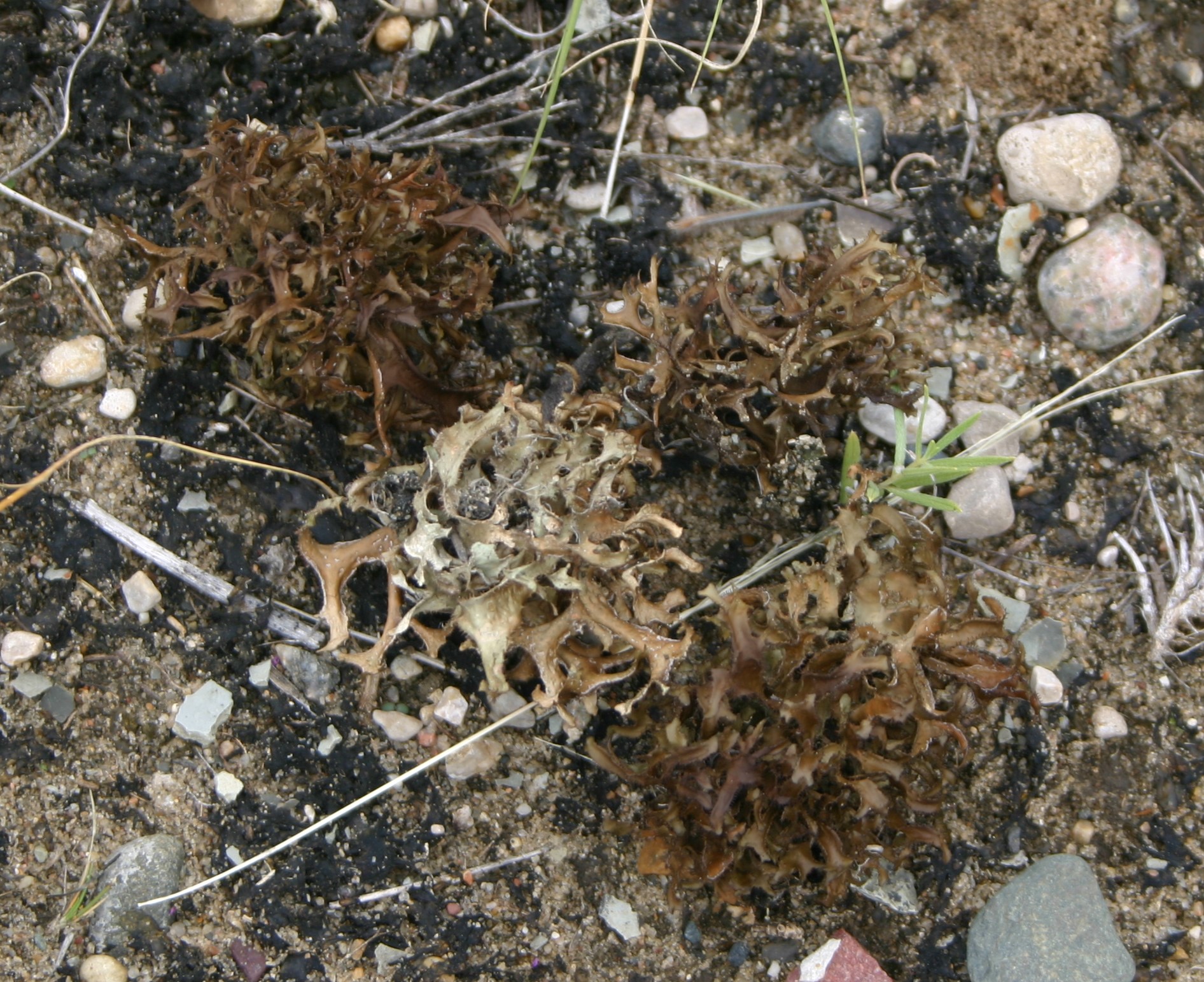Three small bunches of brown-tan coloured lichen growing from sandy and rocky soil.