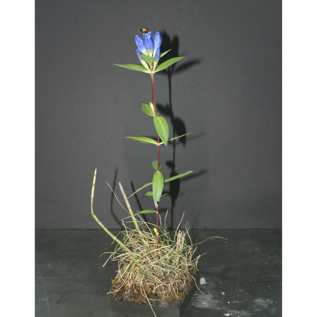 Model of a plant with a long stem bearing pairs of leaves. At the top are a cluster of small blue flowers shaped like flower buds instead of stereotypical flower shapes. A bumblebee specimen is posed near the flowers.