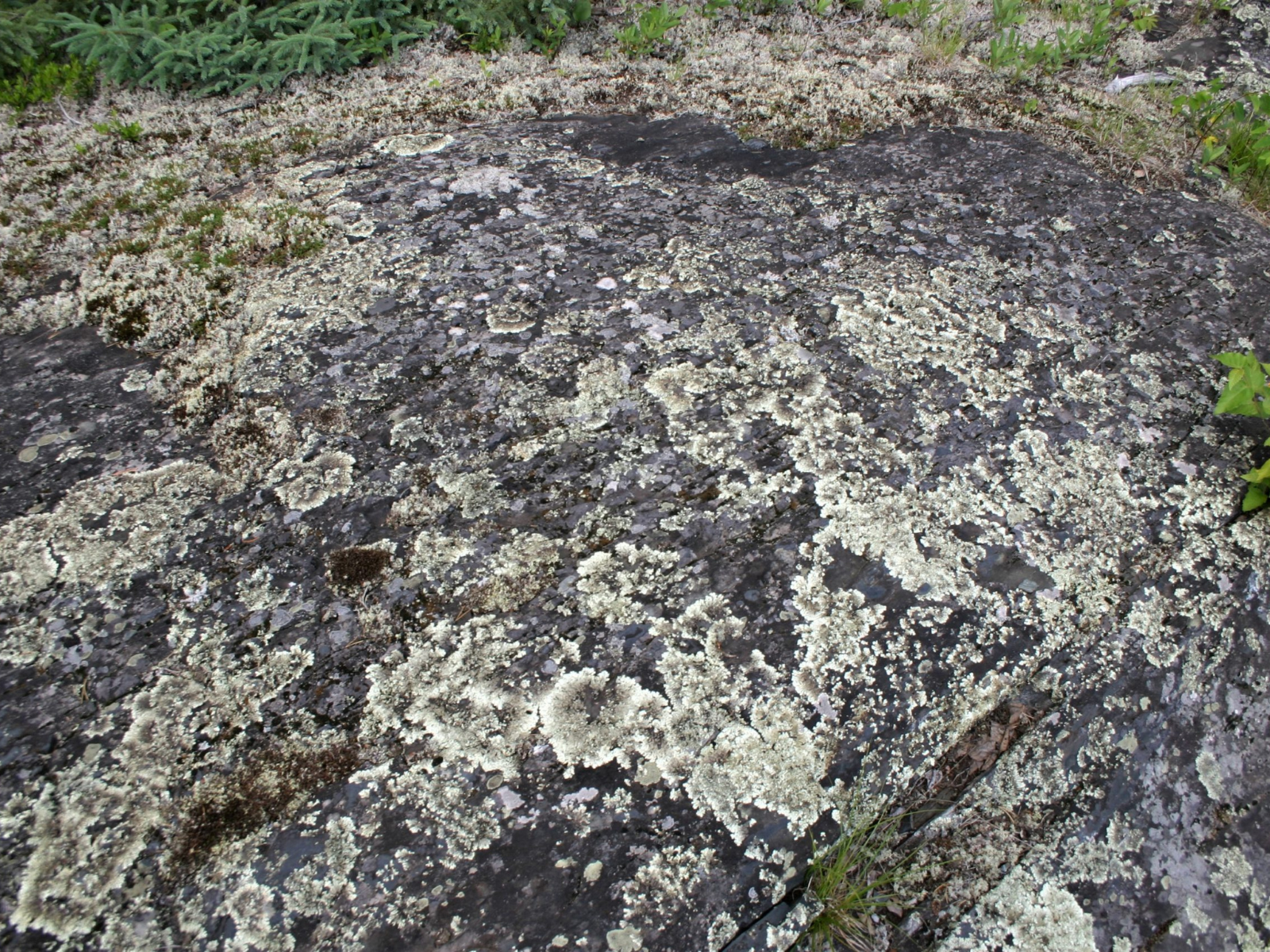 Low-growing white-green lichens growing extensively on a rock surface.