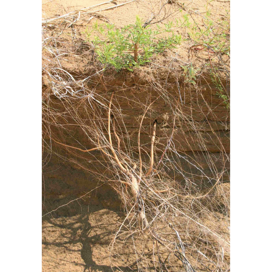 A tangled root system growing out of a sandy bank, with a small green plant at the top.