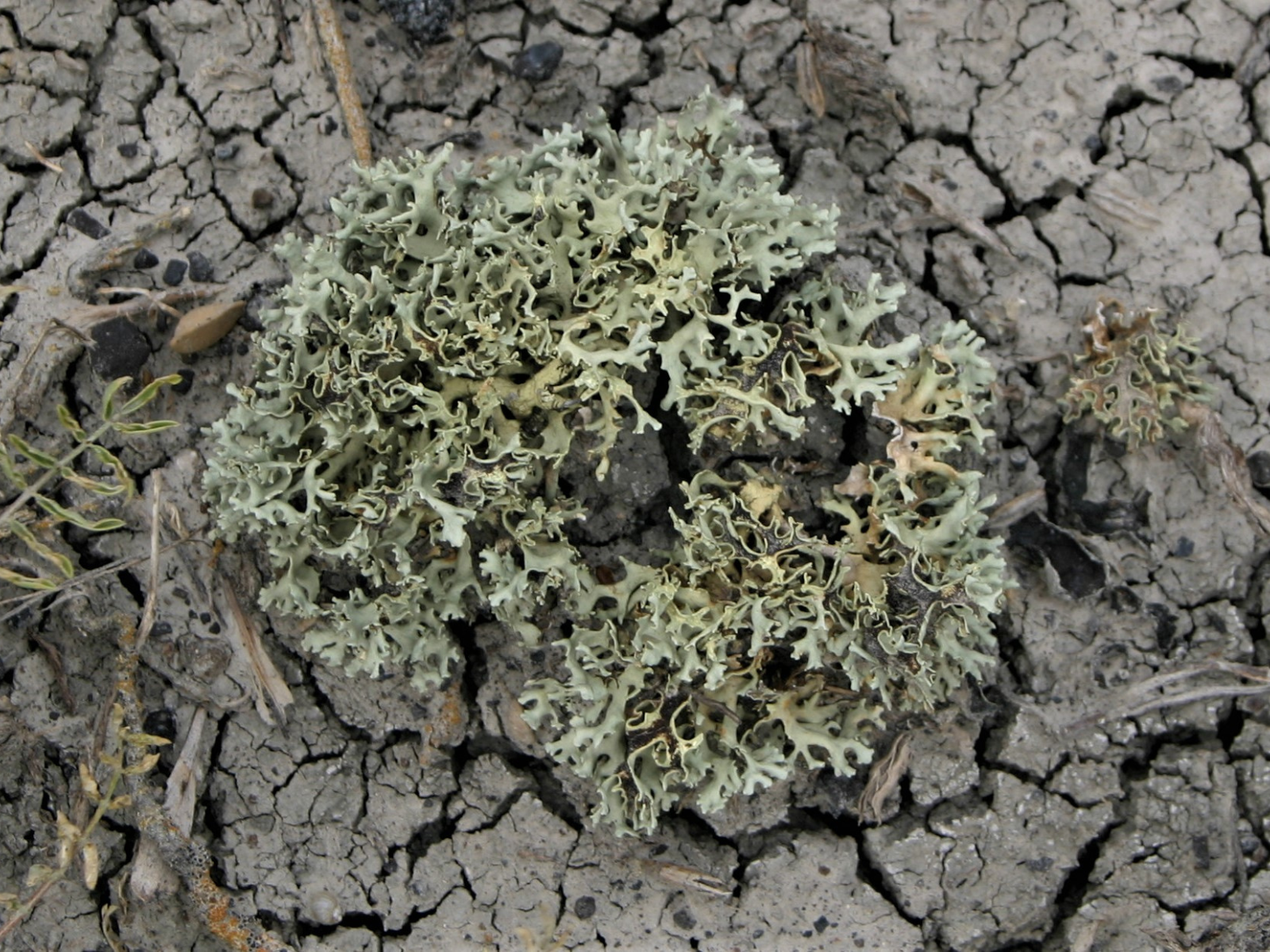 A coral-like green lichen growing from dry cracked soil.