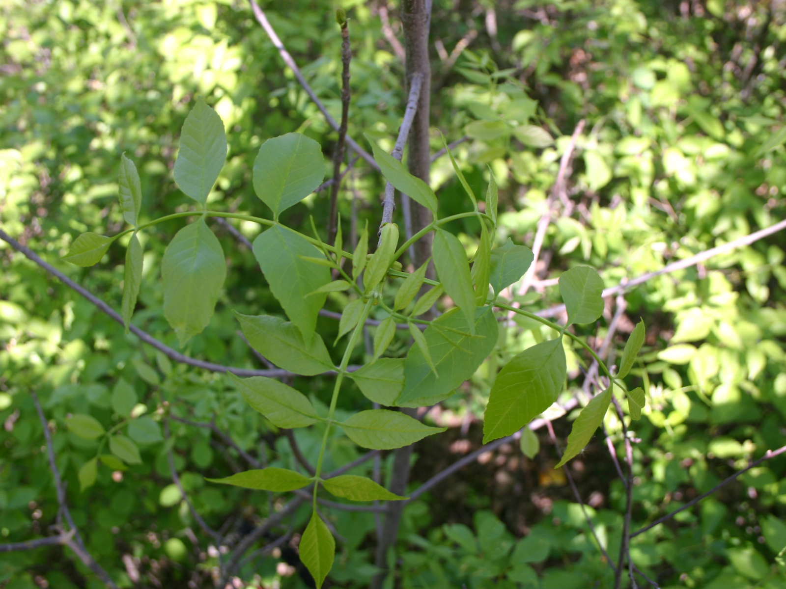 Close-up on a young, green branch with small green leaves.