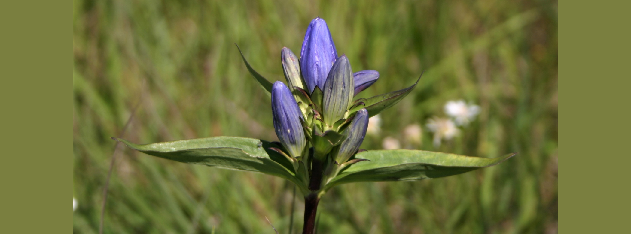 Close-up of a plant with a cluster of blue flowers that a shaped like a flower bud, instead of opened like a stereotypical flower.