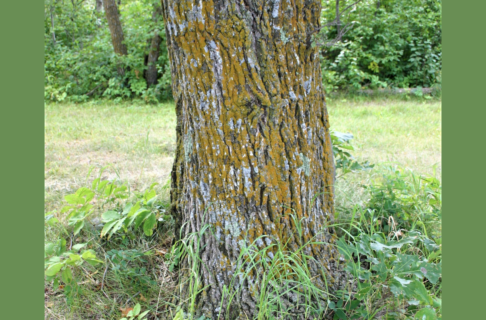 An oak tree trunk with bark covered in a yellow-green and white lichen.