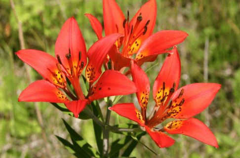 Close-up on three orange lilies.