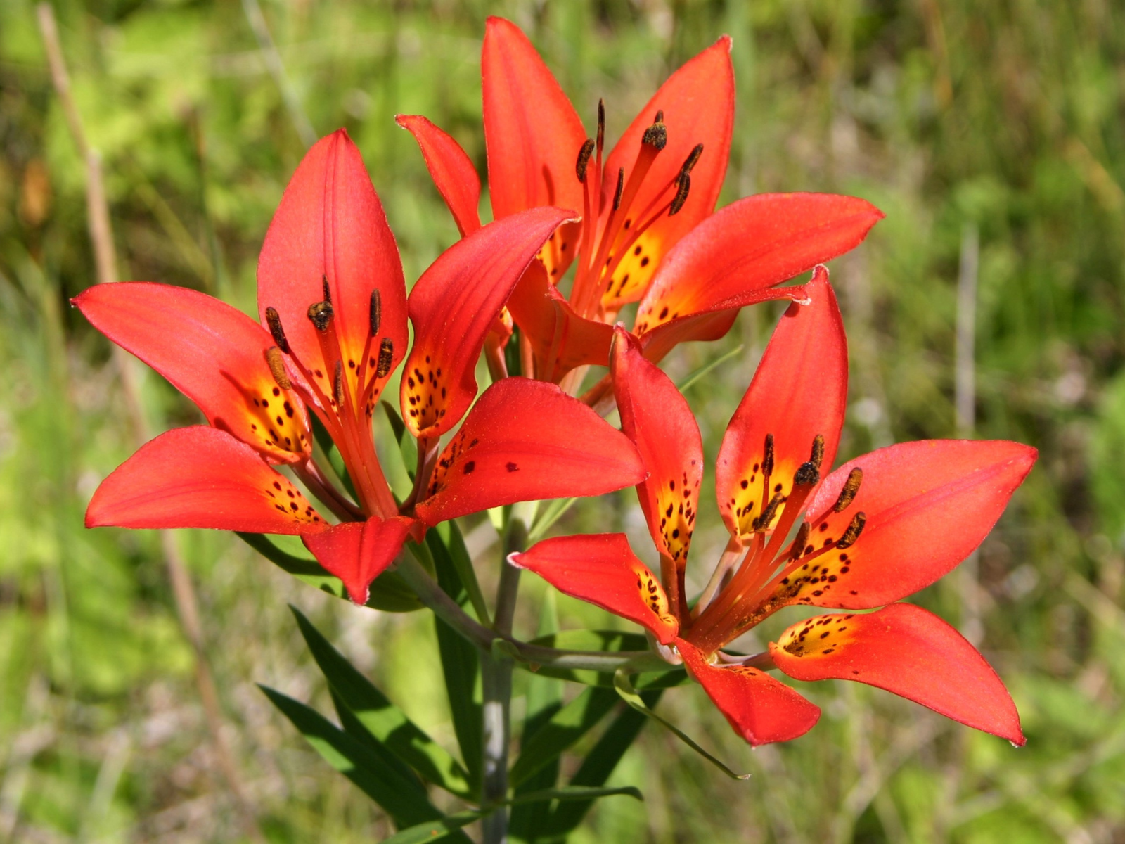 Getting to Know Manitoba's Wild Lilies - Manitoba Museum