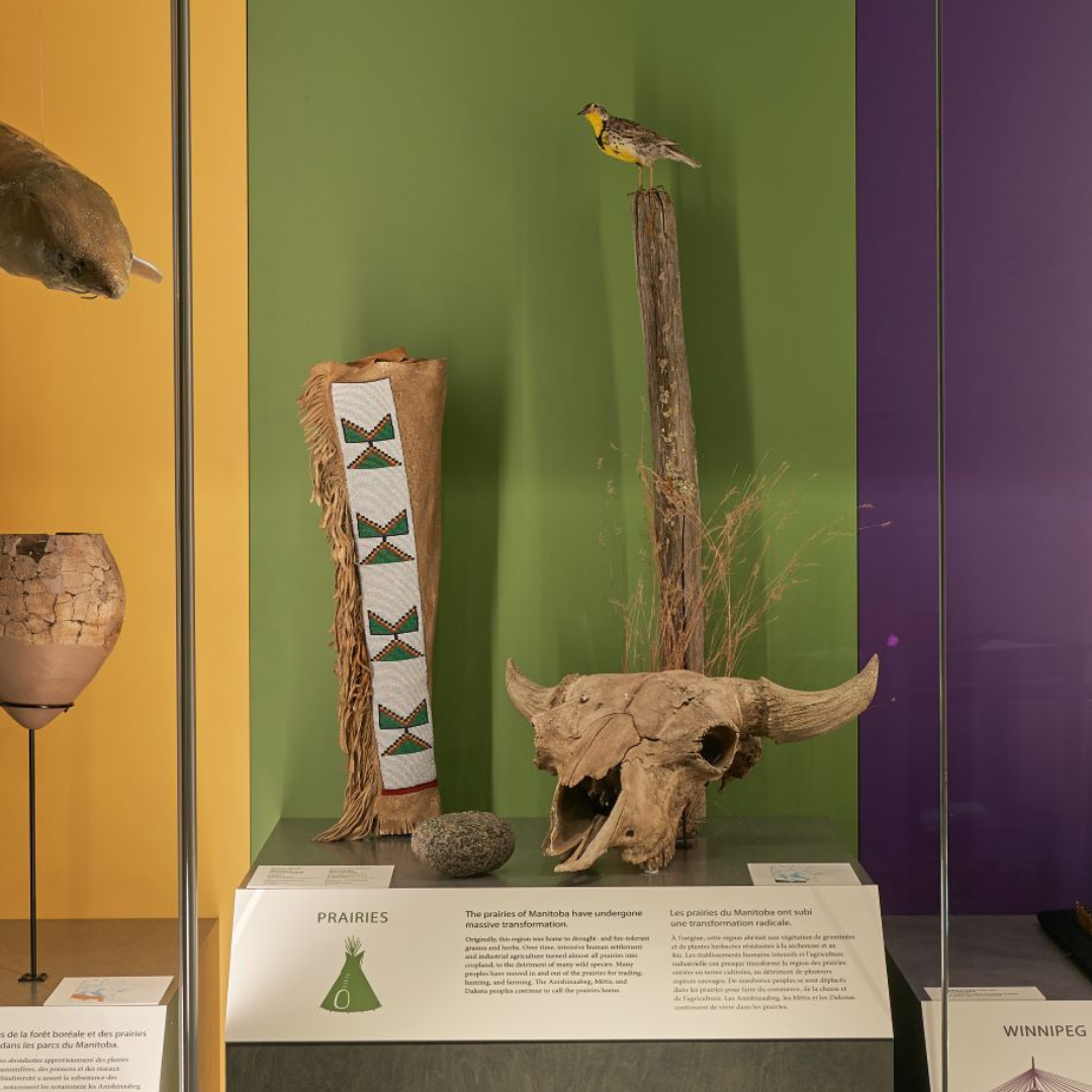 A close up view into a display case showcasing a bison skull, a large piece of beadwork, a mottled stone, and a yellow and black bird specimen perched on the top of a branch.
