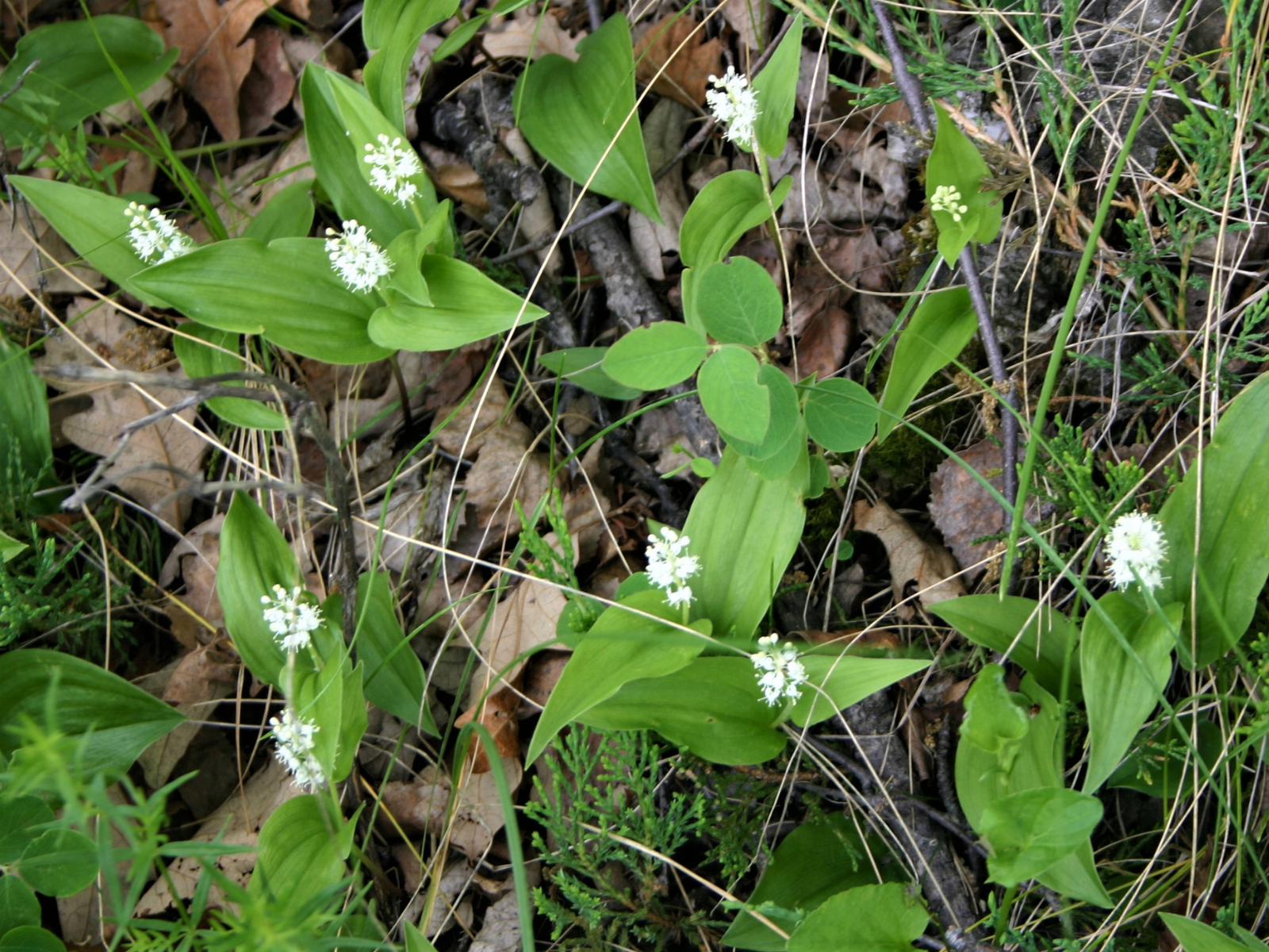 Looking down at low-growing white flowers with green leaves.