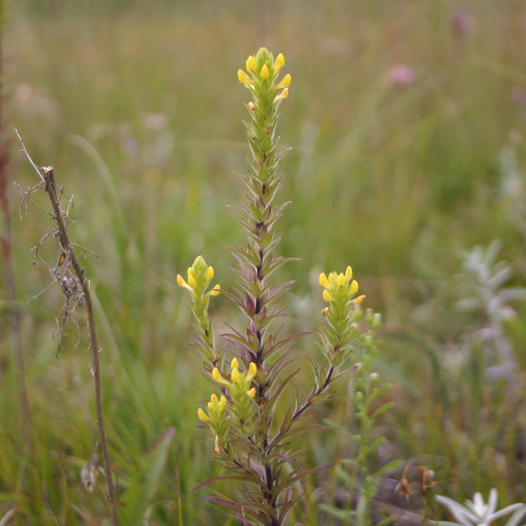 A plant with long, ridged stems and small yellow flowers growing from the top.