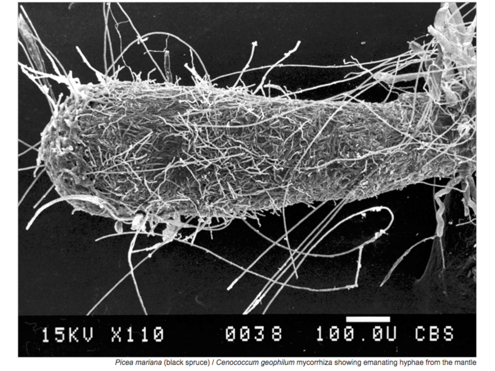 A microscopic view of picea mariana (black spruce) - a cluster of string like fibers massing together.