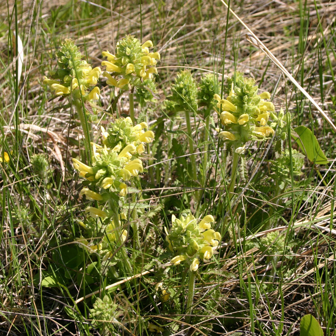 Low growing plant with clusters of yellow flowers growing at the top of stalks in grassy ground.