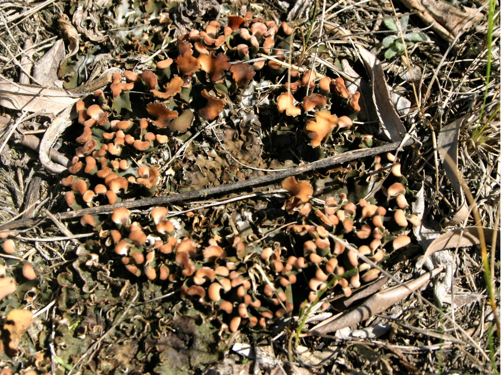 A circle of small, low-growing orange-brown lichen on a forest flower.