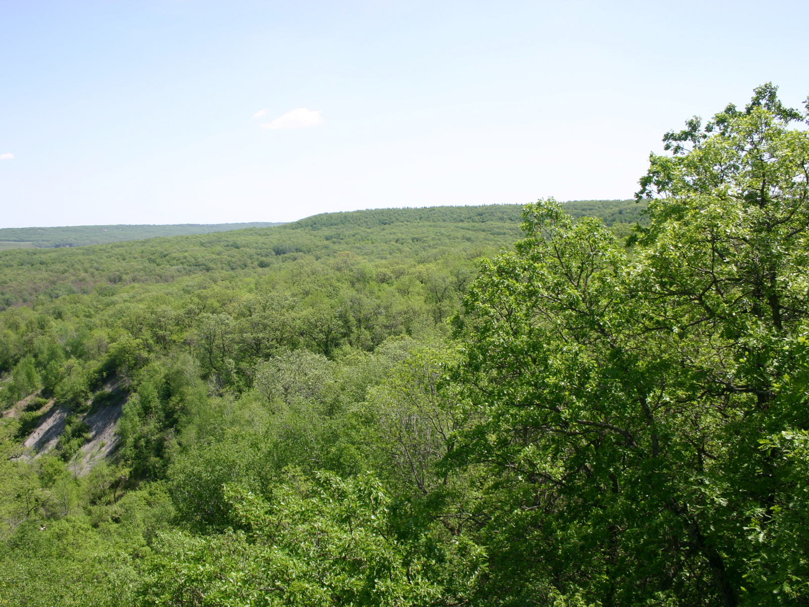 View looking out over a valley filled with green-leaved trees.